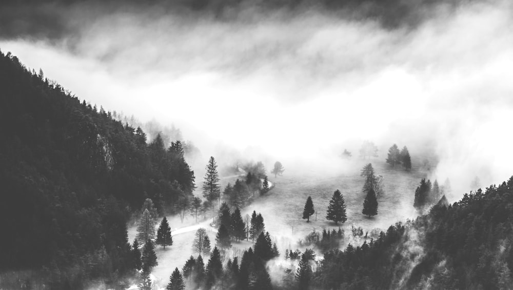 Montagna coperta di pino fotografia in scala di grigi