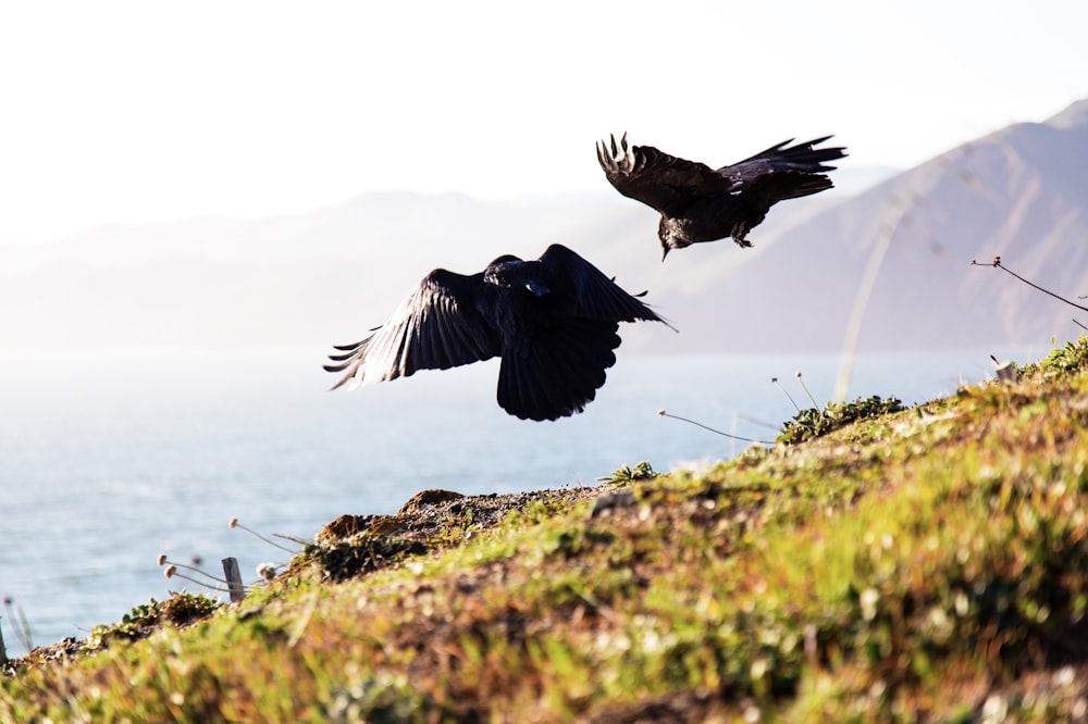 two flying black birds with sea and mountain background