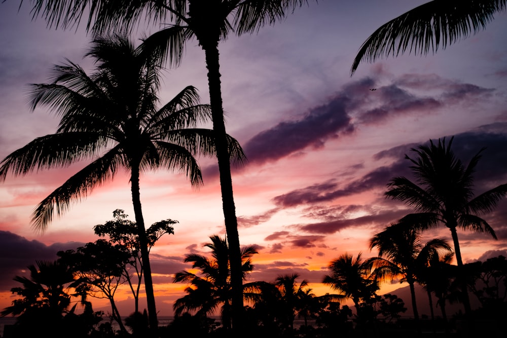 coconut trees at night