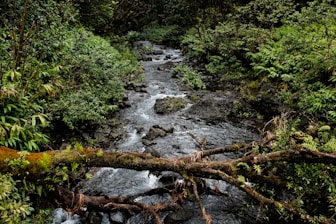 timelapse photography of river surrounded with trees