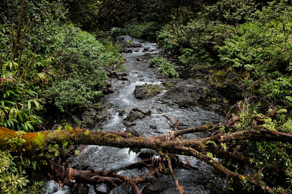 Zeitrafferfotografie eines Flusses, der von Bäumen umgeben ist
