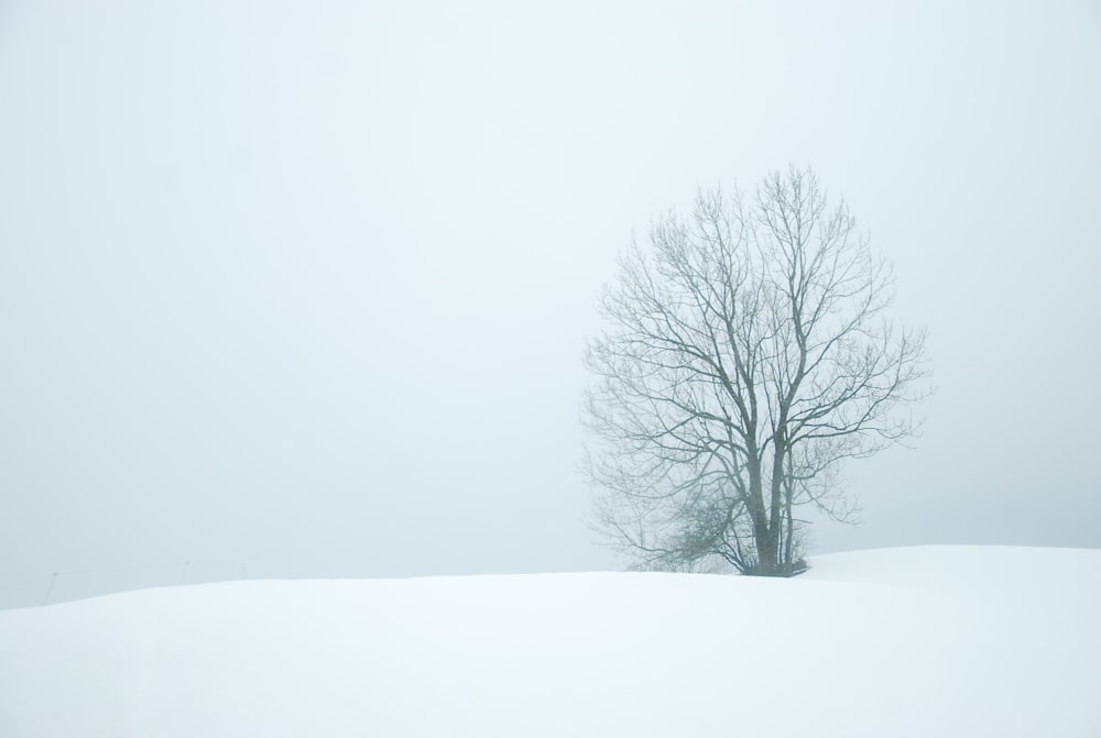 arbre nu au milieu d’un champ de neige