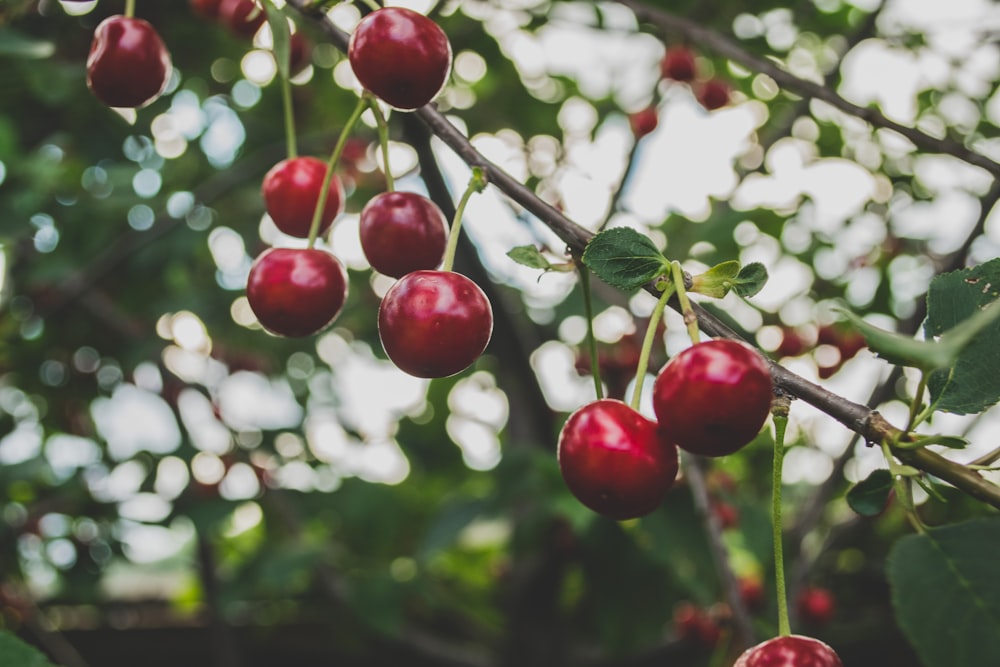 round red fruits