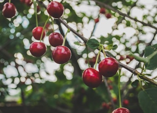 round red fruits