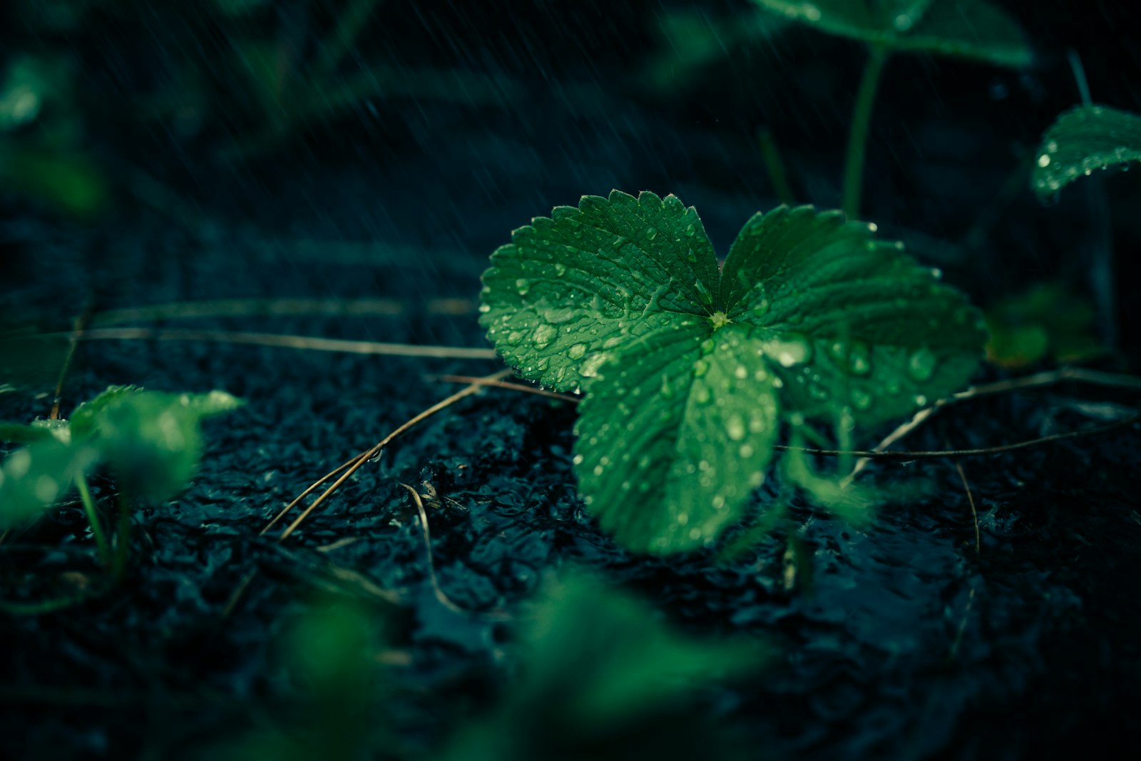 Canon EOS 5DS R + Sigma 35mm F1.4 DG HSM Art sample photo. Green leafed plant with photography