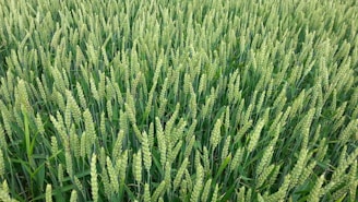 A dense field filled with tall, green wheat stalks stretching uniformly across the landscape. The image captures the vibrant freshness and uniformity of the wheat in an agricultural setting.