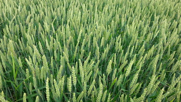 A dense field filled with tall, green wheat stalks stretching uniformly across the landscape. The image captures the vibrant freshness and uniformity of the wheat in an agricultural setting.