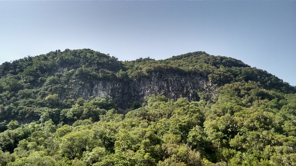 landscape photo of green trees covering elevated lard