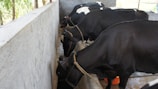 Several black and white cows are tied and feeding from a trough in an enclosed space. The cows are lined up along a concrete wall, and the scene suggests a farm or dairy setting.