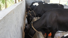 Several black and white cows are tied and feeding from a trough in an enclosed space. The cows are lined up along a concrete wall, and the scene suggests a farm or dairy setting.