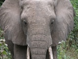 gray elephant near green leaf plant