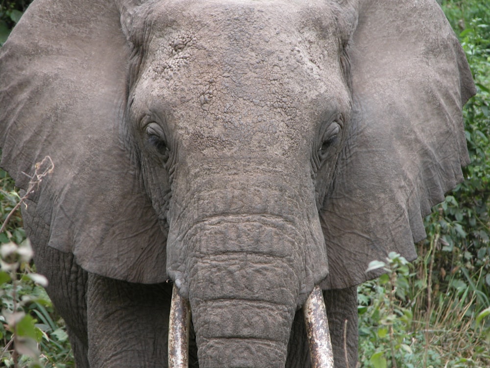 elefante gris cerca de planta de hoja verde