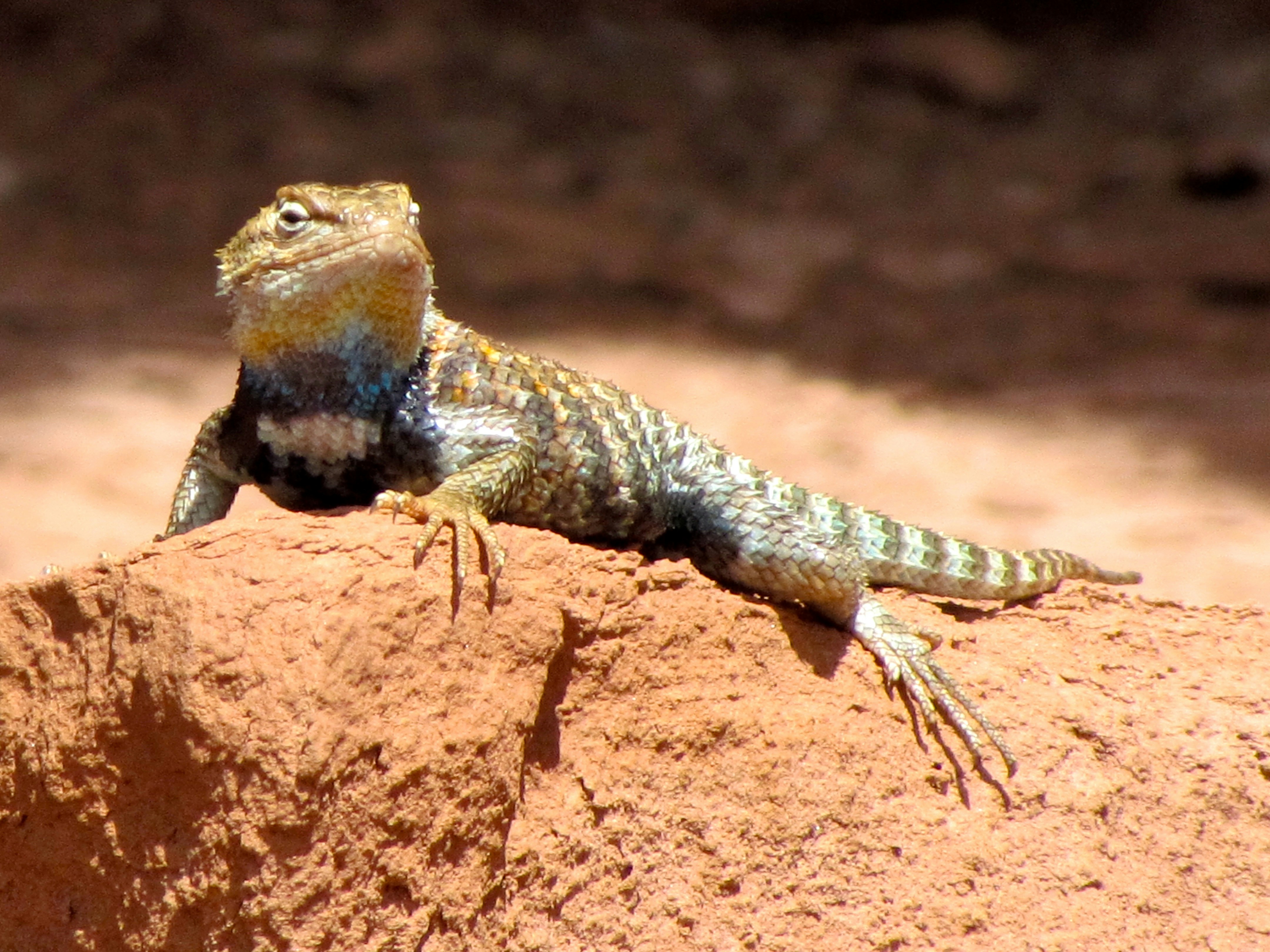 Free Unsplash photo from Catherine Richard