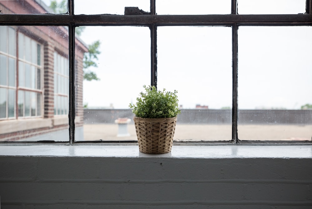 Plante à feuilles vertes avec pot en osier brun à côté de la fenêtre en verre
