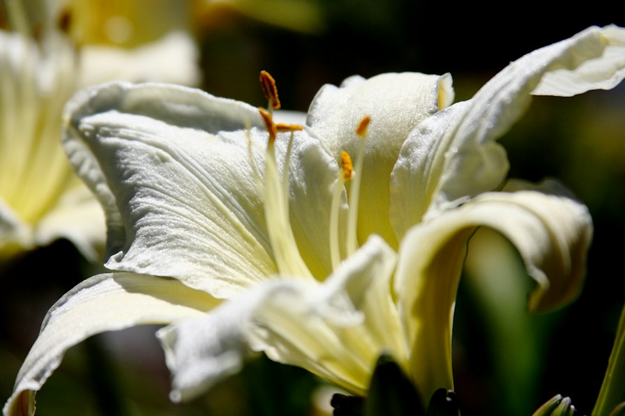 Close-up of white lily petals on cream linen