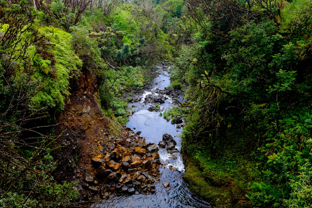 river in forest at daytime