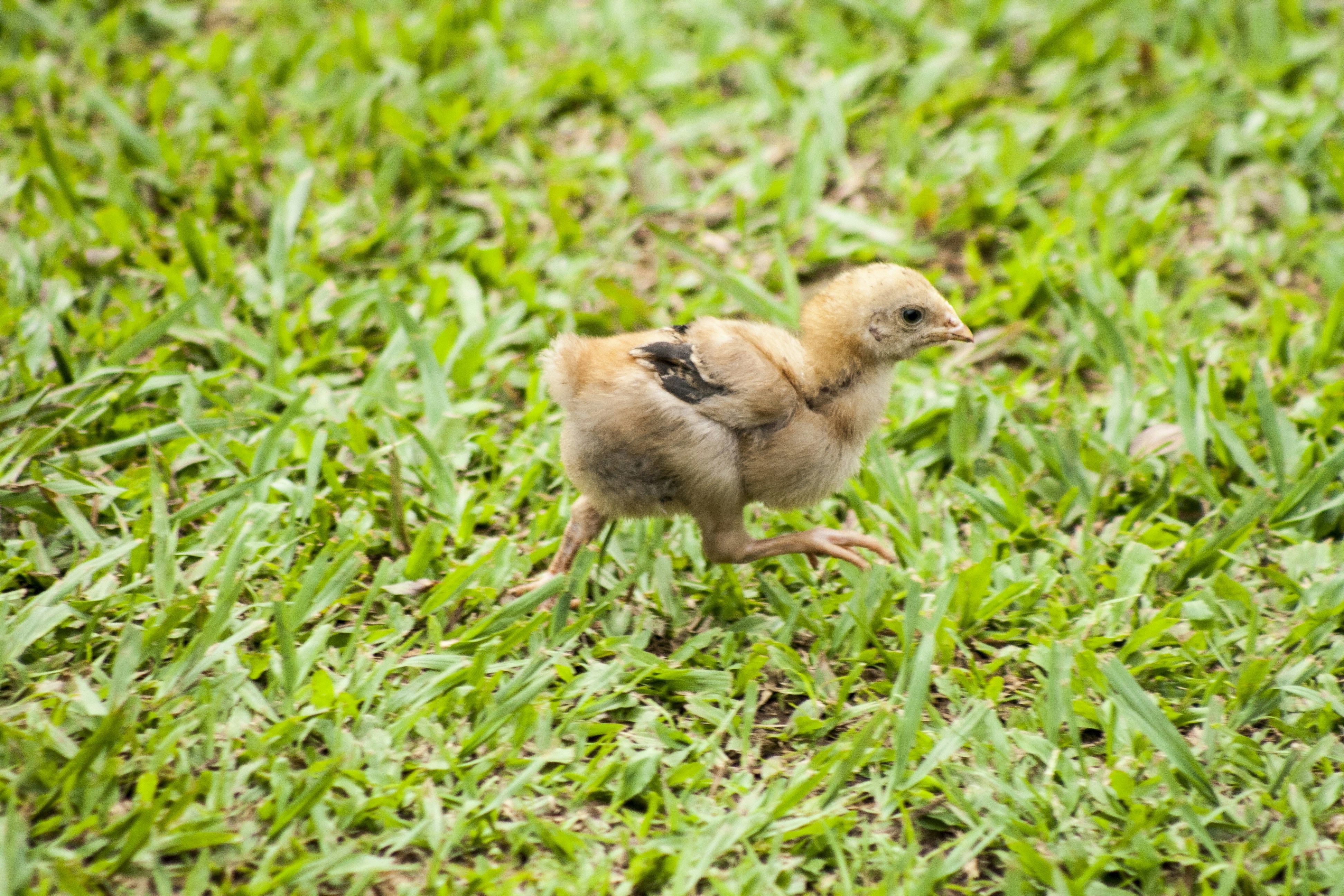 Free Unsplash photo from Philip Swinburn