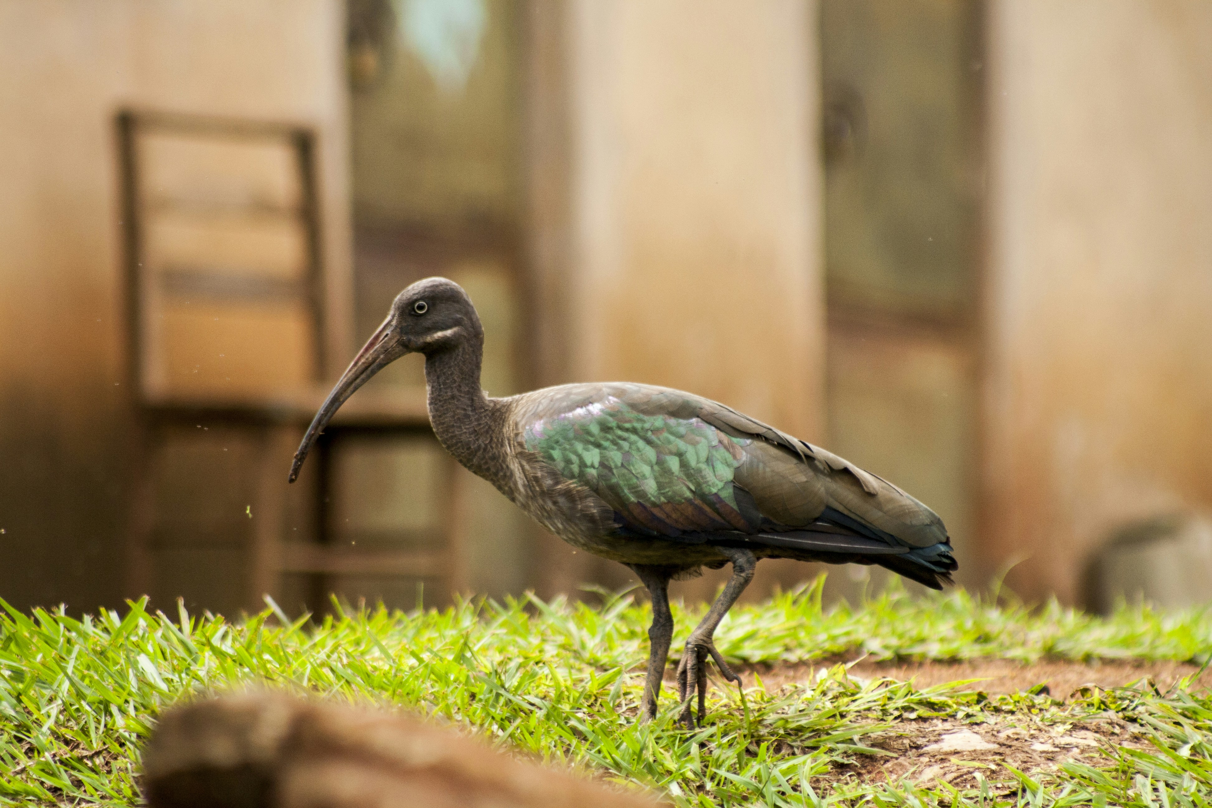 Free Unsplash photo from Philip Swinburn