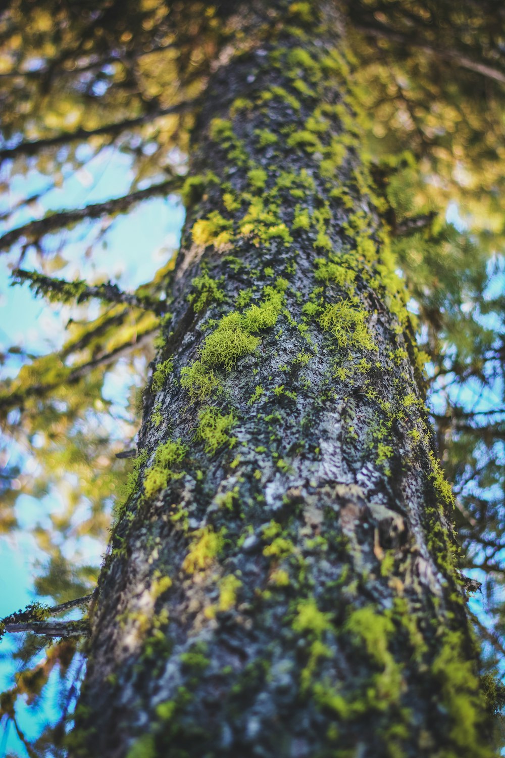 a tall tree with moss growing on it