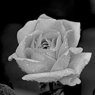 A close-up of a delicate rose with dew drops on its petals.