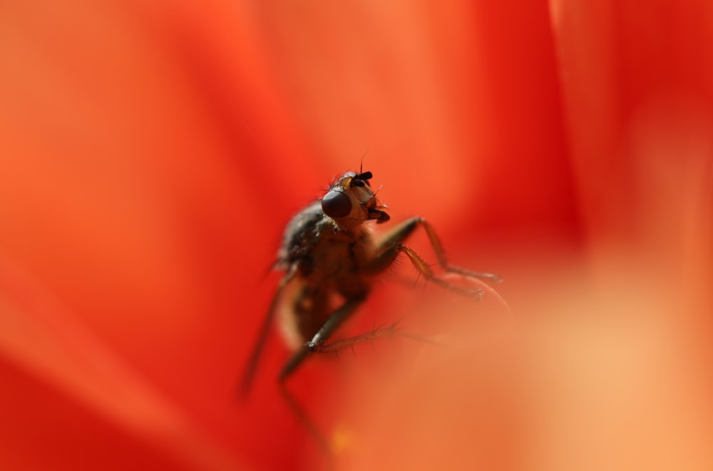 花の蜜をすする茶色の蜂のクローズアップ写真