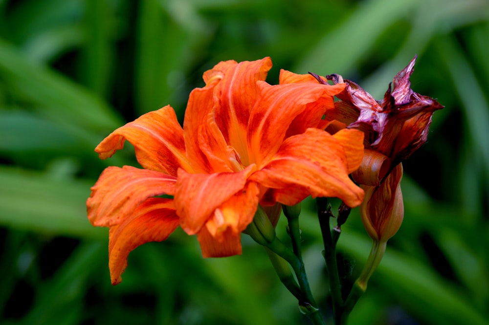 A close up shot of orange flower petals.