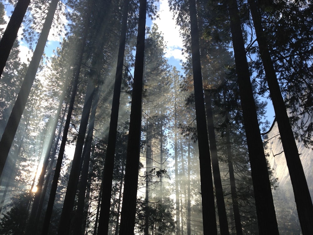 silhouette of trees with green trees at daytime