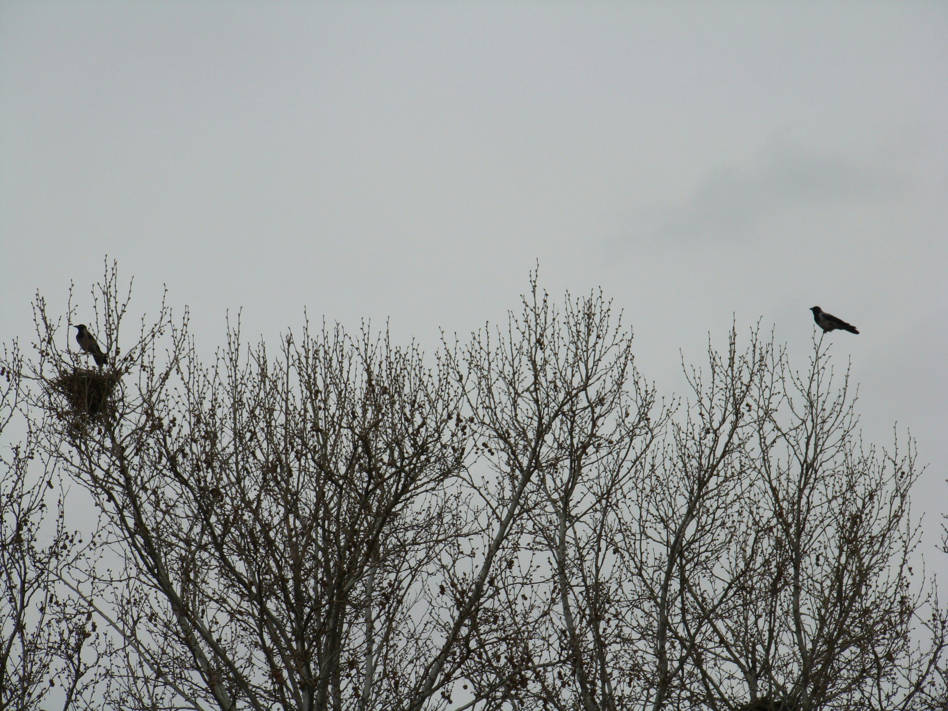 Free Unsplash photo from Elnaz Ghorrati