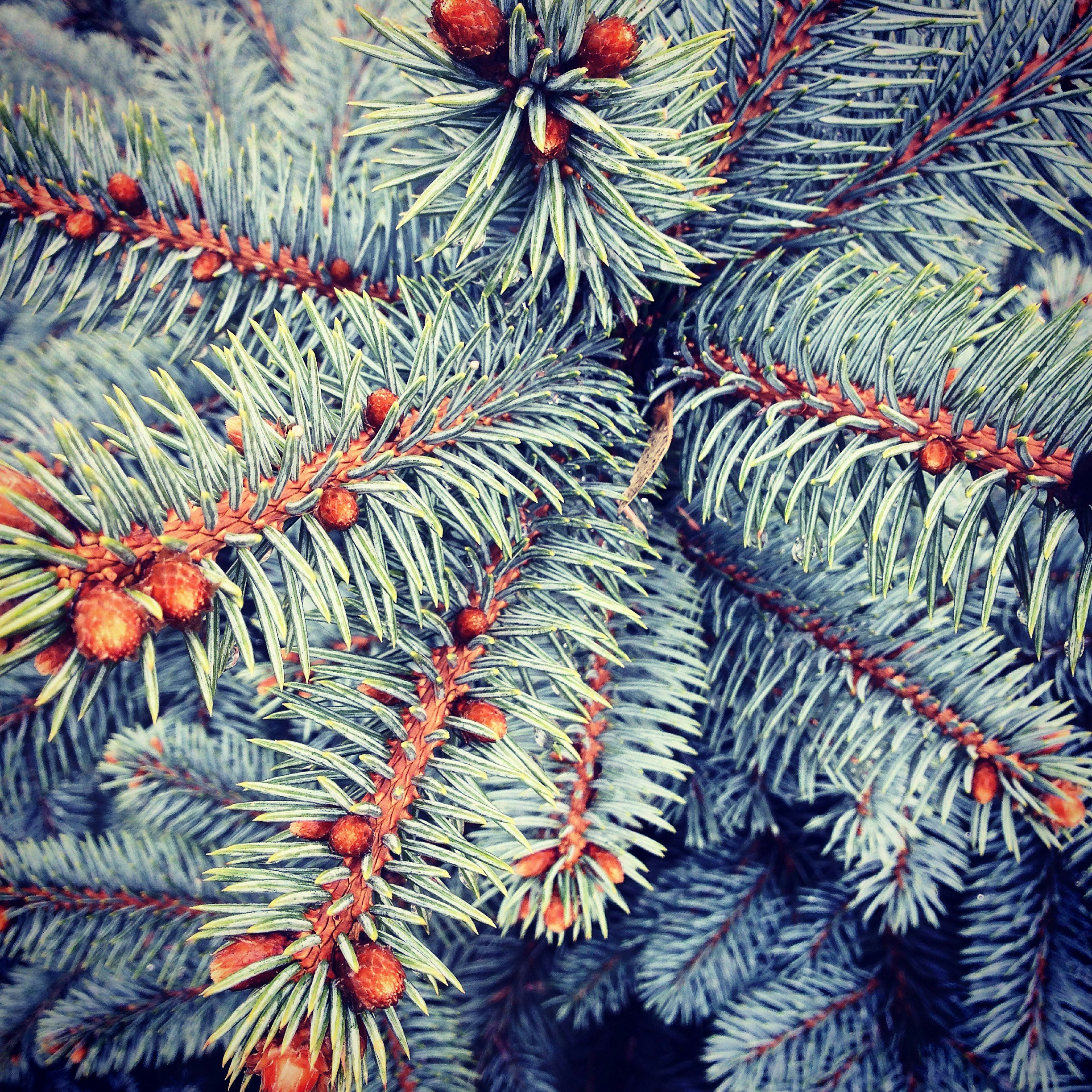 Free Unsplash photo from ira