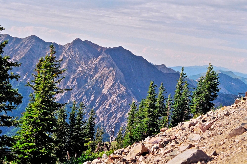 green pine trees on rocky mountain during daytime