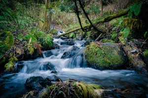 A serene forest stream flows over rocks, surrounded by lush green foliage and moss-covered stones. The water appears clear and fast-moving, creating a peaceful and natural atmosphere. Branches and ferns are scattered throughout, enhancing the sense of wilderness.