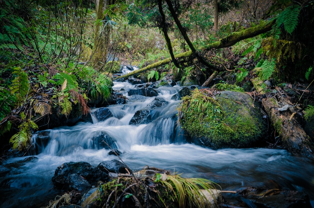 flowing water of river in between of trees