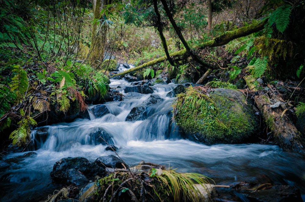 água corrente do rio no meio das árvores