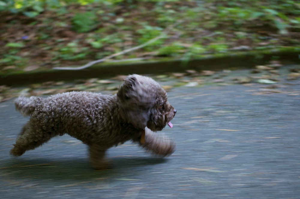 brown puppy walking on grey surface near green plants