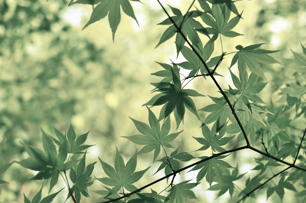 Selektives Fokusfoto einer grünen Cannabispflanze