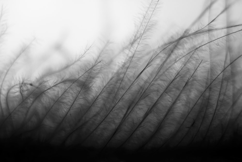 Photographie en niveaux de gris d’un champ d’herbe