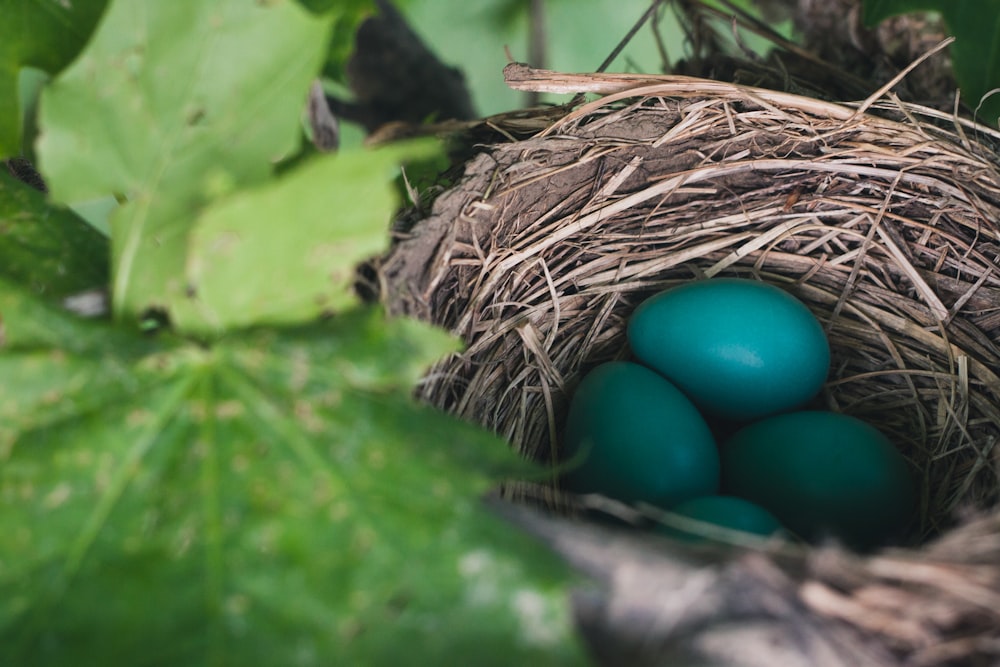 oeufs bleus sur le nid