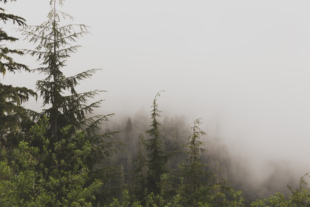 Fotografía de pinos cubiertos de niebla