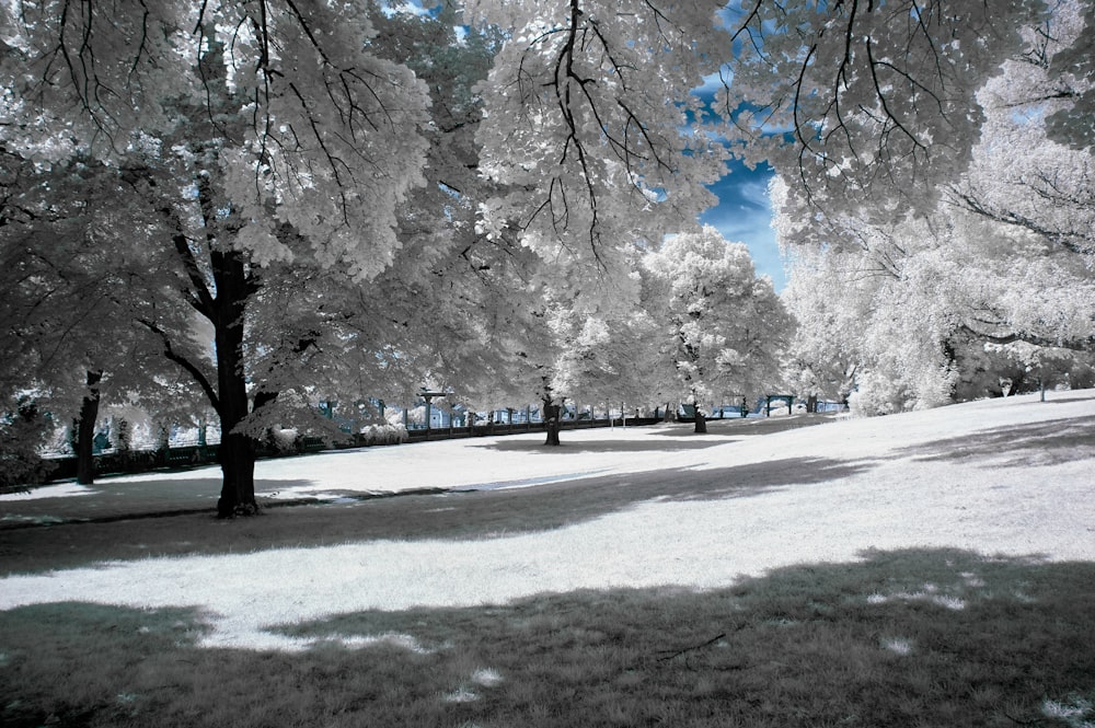 white leafed trees surrounded with grass fields