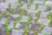 Interlocking stone tiles with vibrant green moss growing in between the cracks create a natural and rustic appearance. The stones are uneven in both color and texture, providing a contrast between the earthy tones of the bricks and the lush, bright greenery of the moss.