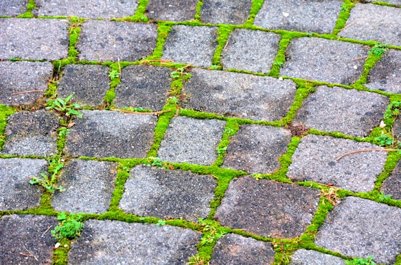 Interlocking stone tiles with vibrant green moss growing in between the cracks create a natural and rustic appearance. The stones are uneven in both color and texture, providing a contrast between the earthy tones of the bricks and the lush, bright greenery of the moss.
