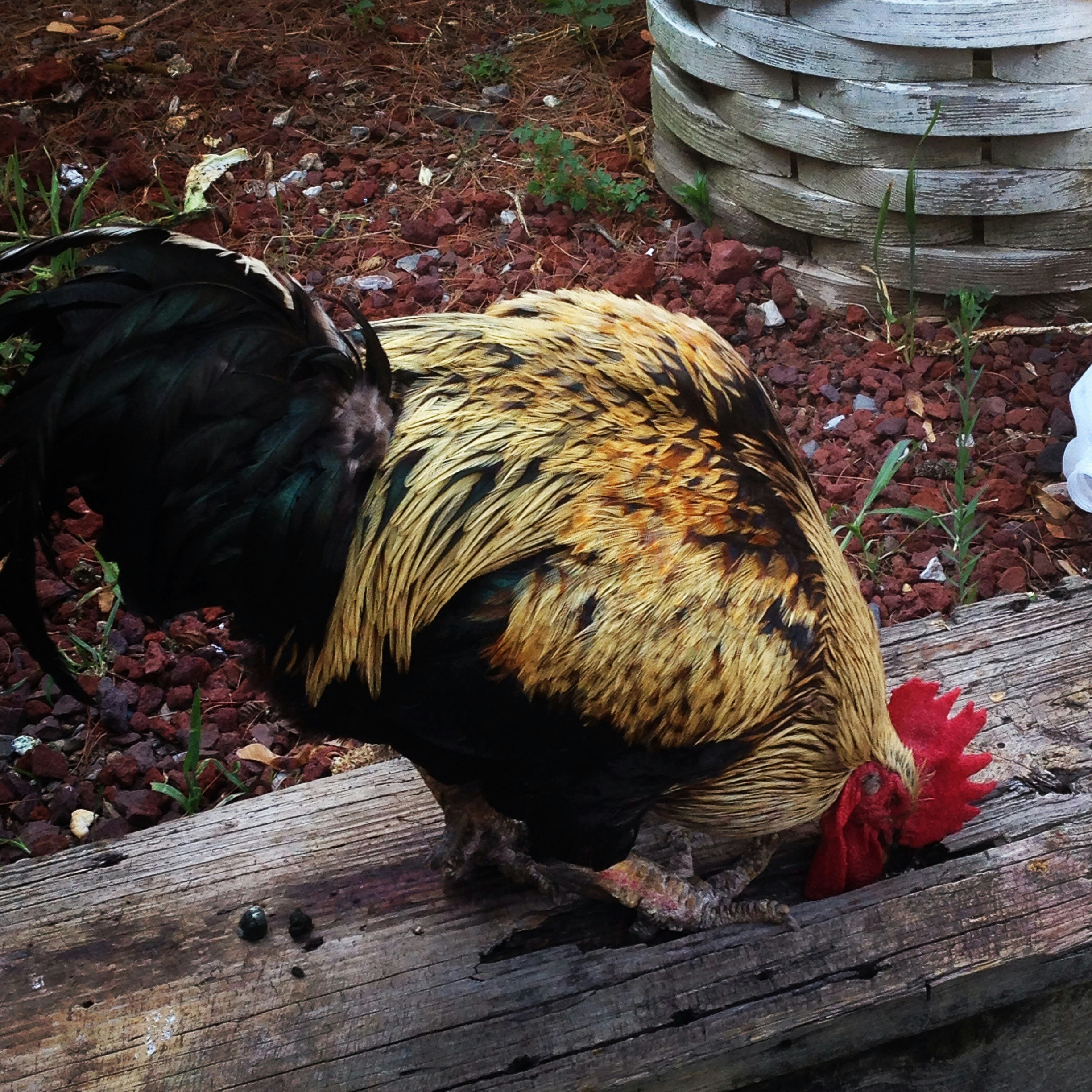 Free Unsplash photo from Leah Weinstein