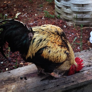 A rooster with vibrant black, gold, and red feathers is pecking at a wooden surface. It is surrounded by a mix of red mulch and greenery, with a wooden planter visible in the background and a piece of plastic off to the side.