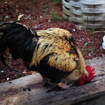 A rooster with vibrant black, gold, and red feathers is pecking at a wooden surface. It is surrounded by a mix of red mulch and greenery, with a wooden planter visible in the background and a piece of plastic off to the side.