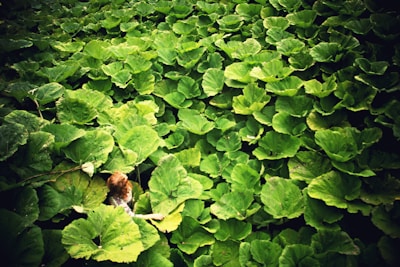 Flower Jimmy navigating through a maze of giant leaves and vines.