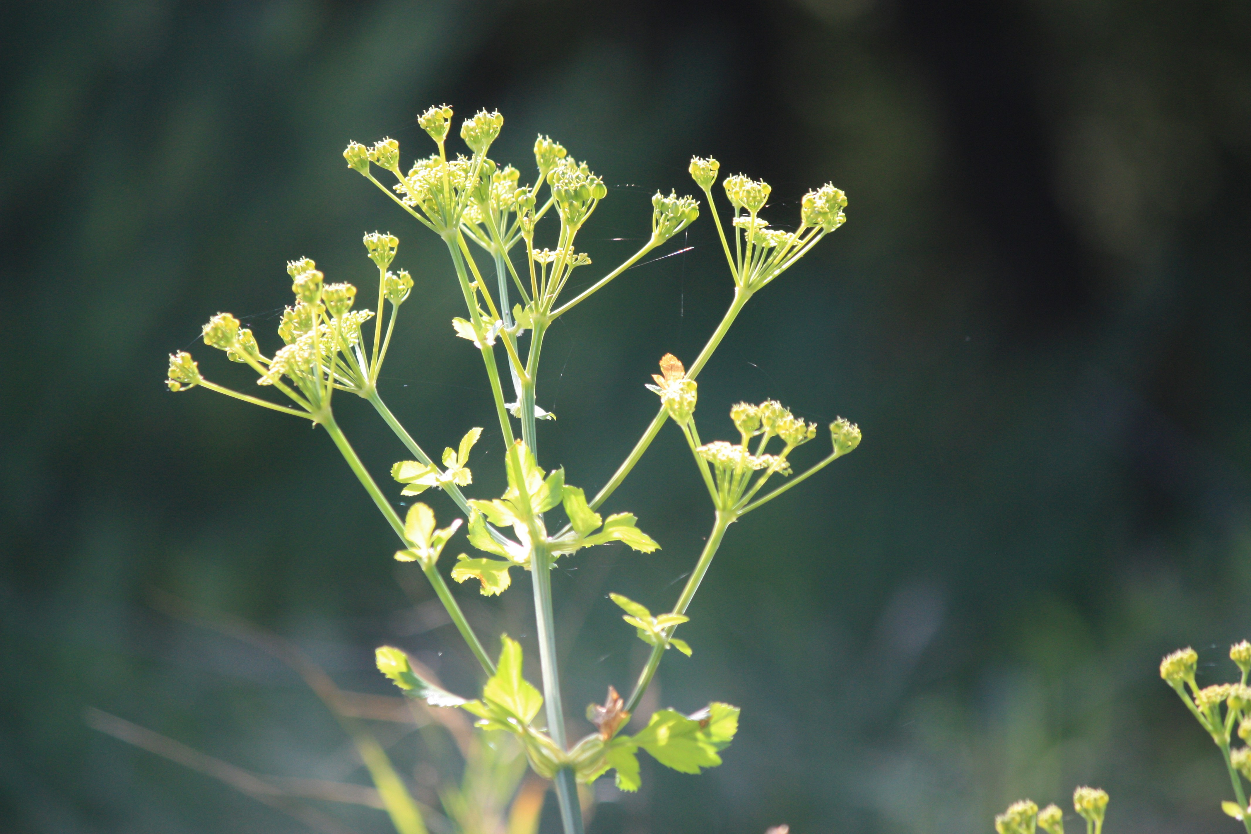 Free Unsplash photo from Boney Ones