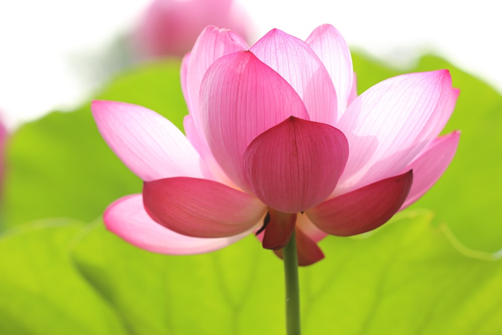 Foto de flor de loto a punto de florecer