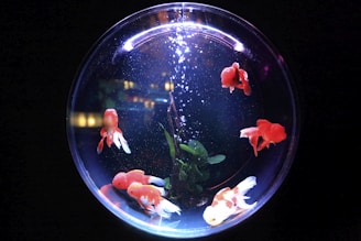 school of fish in fishbowl