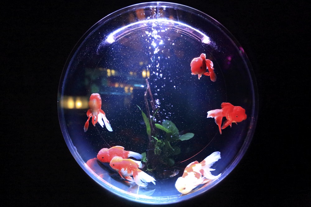 banc de poissons dans un bocal à poissons