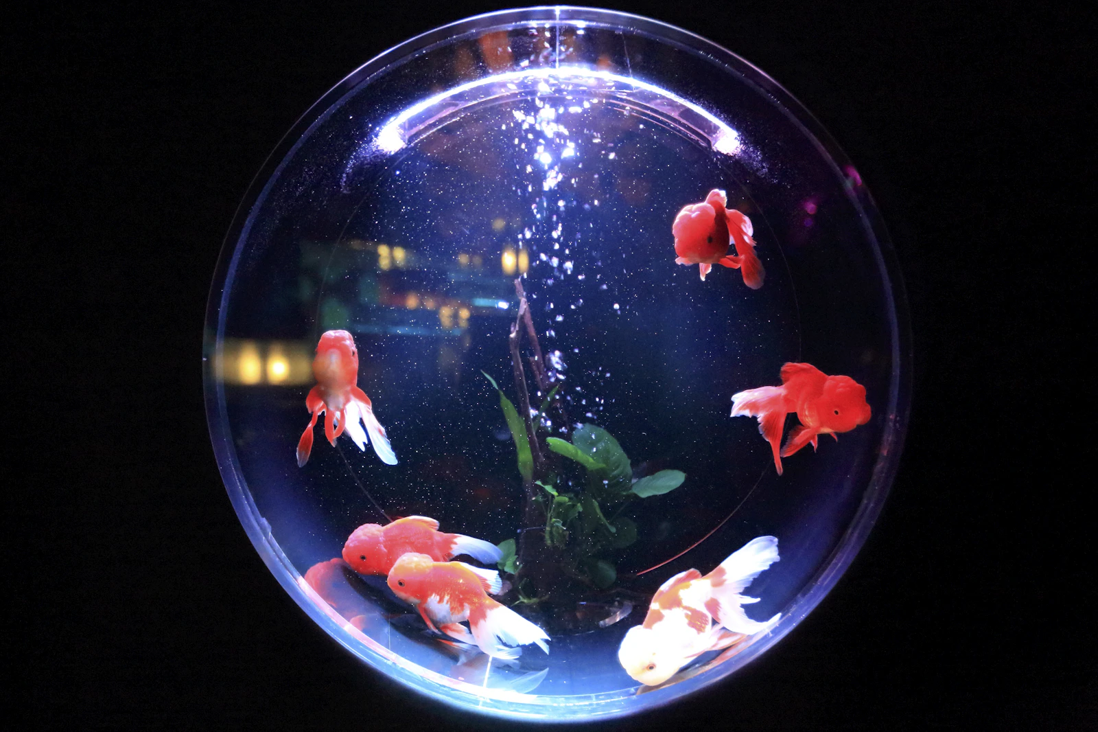 Where to put an aquarium in your home: 9 placement factors — aquarium guide